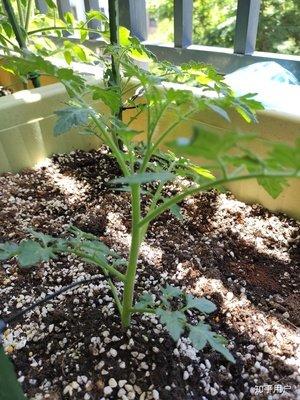 西红柿育苗时期
