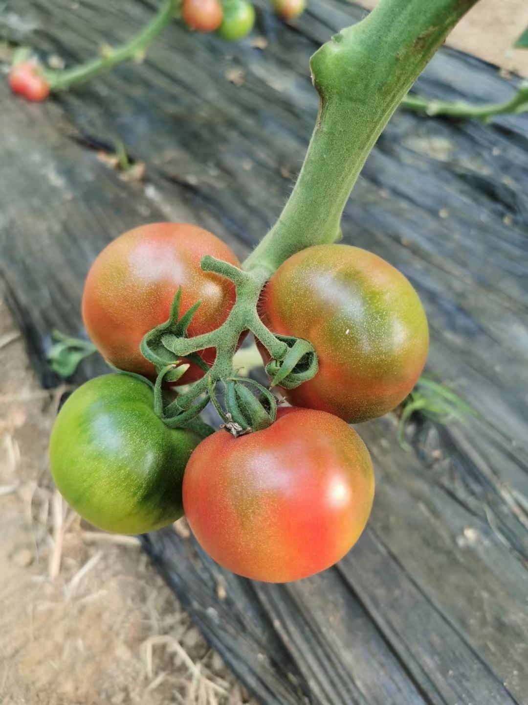 西红柿1.jpg